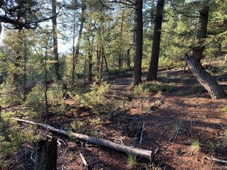 12907 S Cindy Ave Pine, CO 80470
