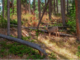 216620 Indian Springs Rd Conifer, CO 80433