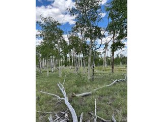 807 Bolster Dr Hartsel, CO 80449