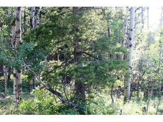 28 Sunflower Ln Black Hawk, CO 80422