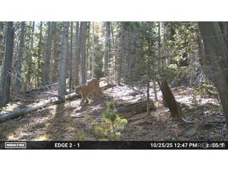 3427 Grojean Dr Fort Garland, CO 81133