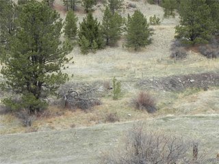 521 Monarch Dr Cripple Creek, CO 80813