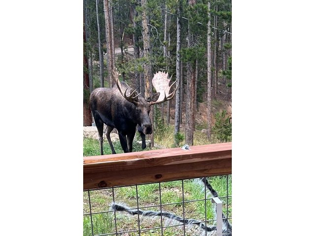 Property Photo 30 Morning visitor: moose near the front porch