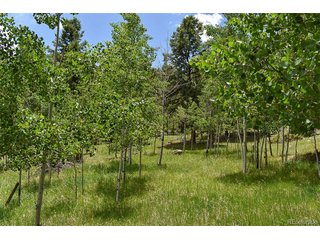 281 Deer Ln Guffey, CO 80820